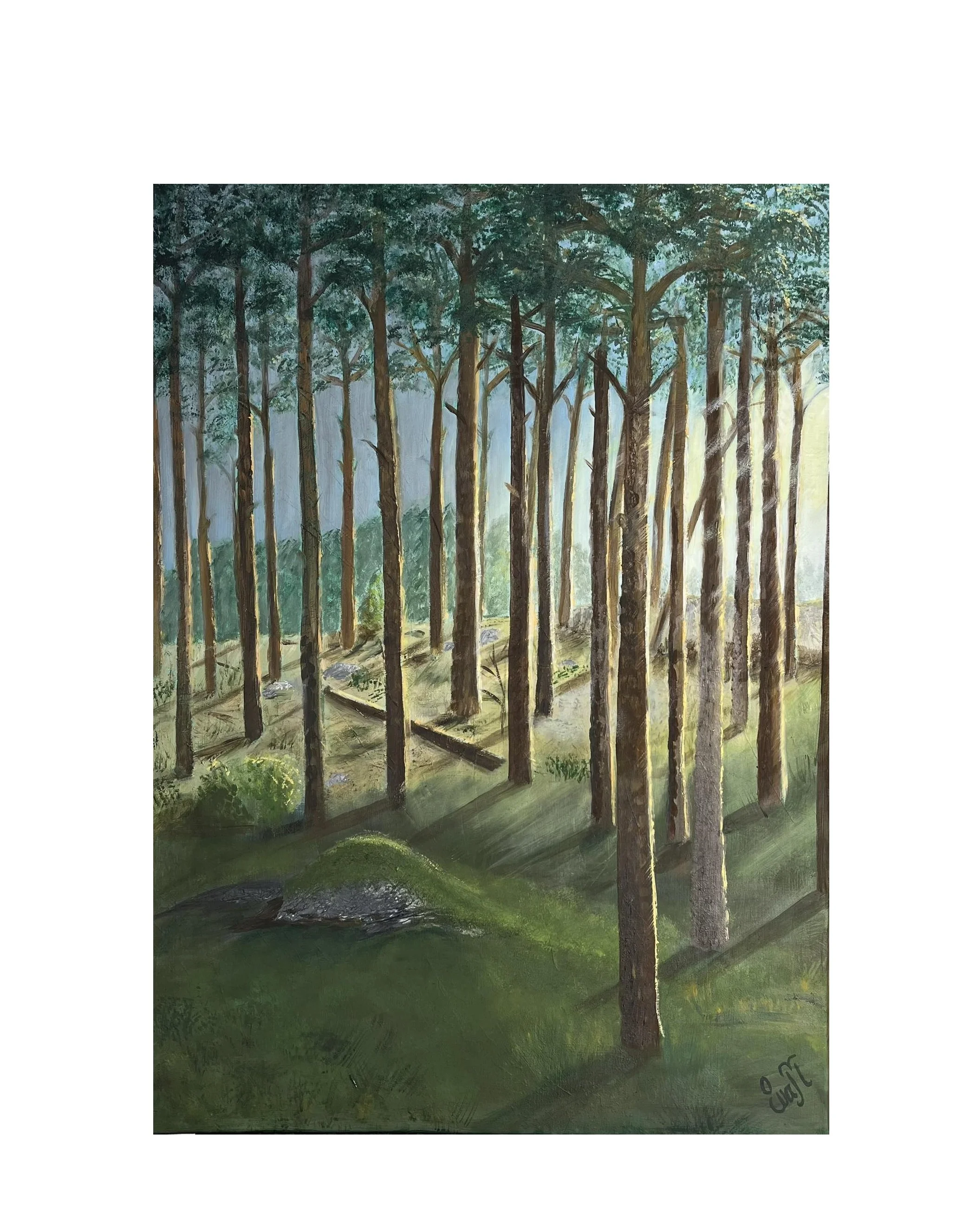 Kvällssol i Tallskogen 2.jpg