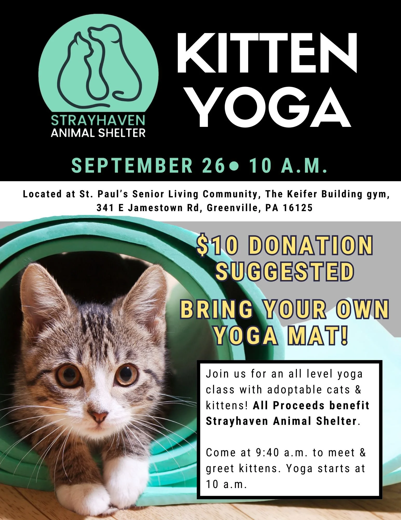Kitten Yoga