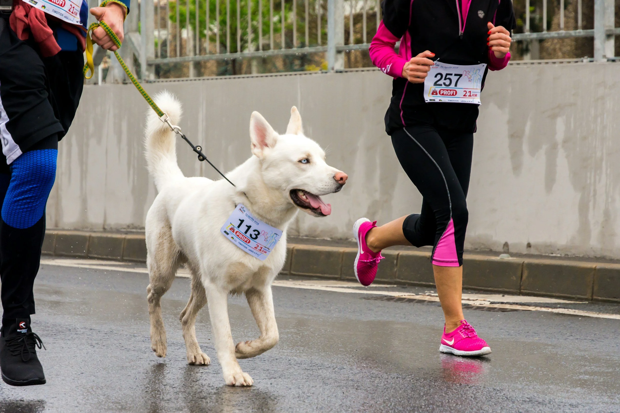 Run for the Paws 5K Walk/Run