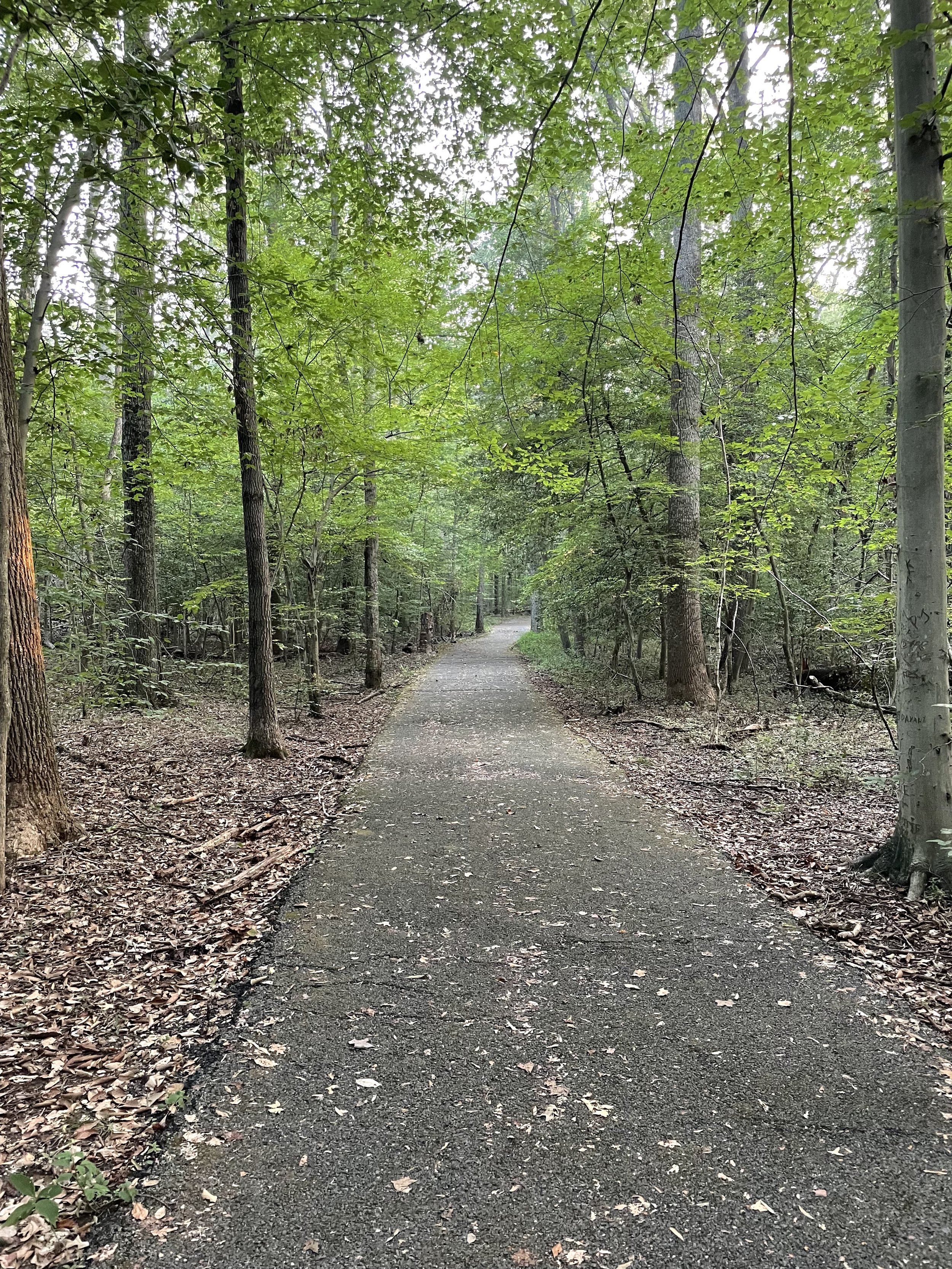 A paved walking trail through a forested area with green trees and fallen leaves on the ground.
