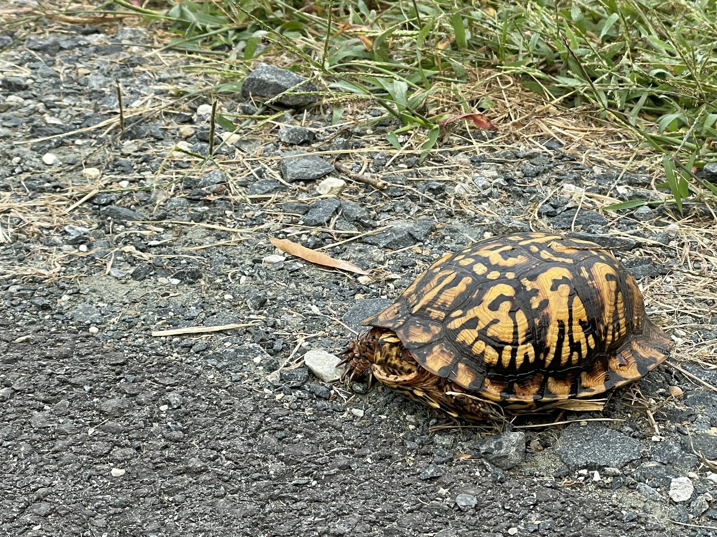 A turtle with a patterned shell on a gravel and dirt path surrounded by grass.