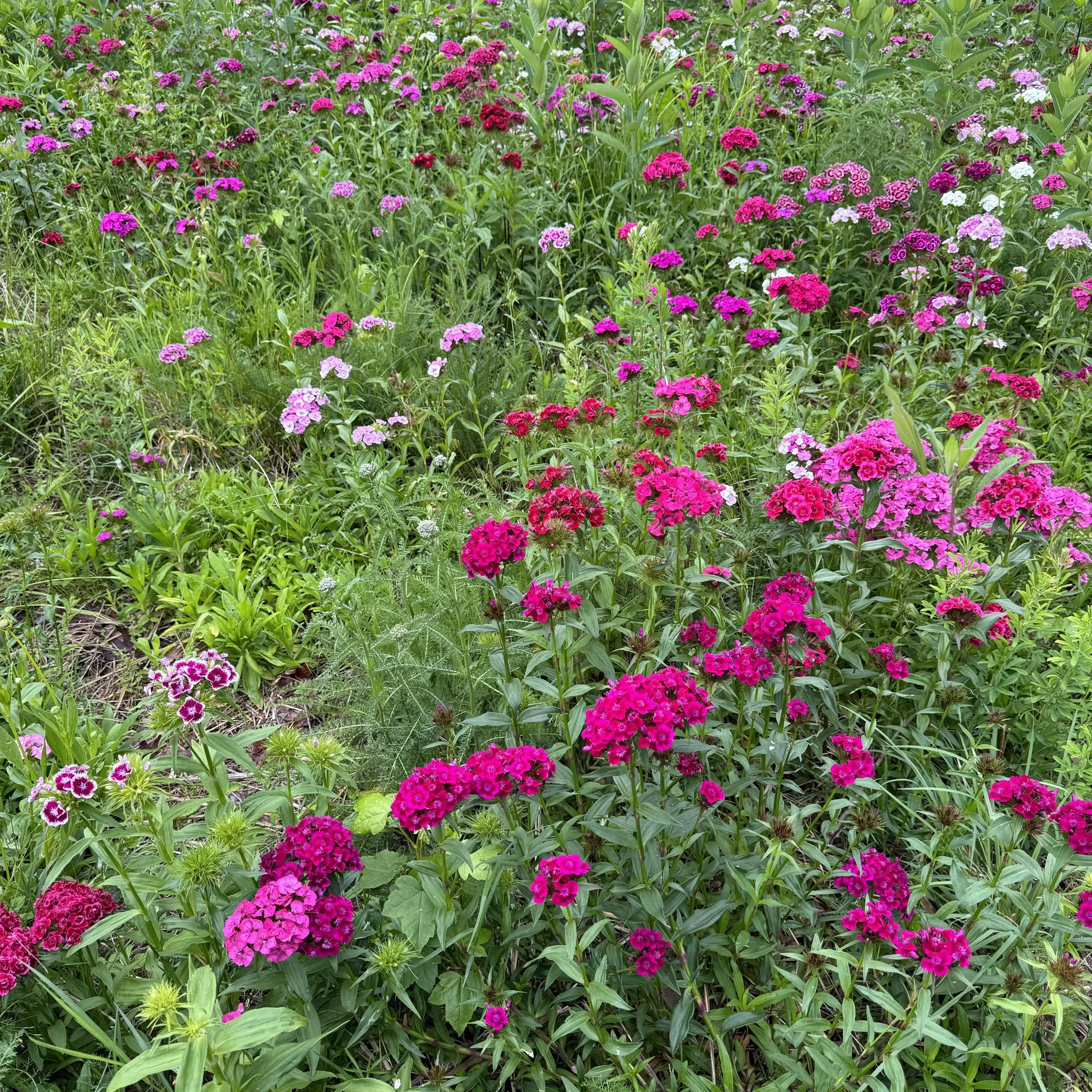 A lush garden filled with vibrant pink and purple flowers, surrounded by green foliage.