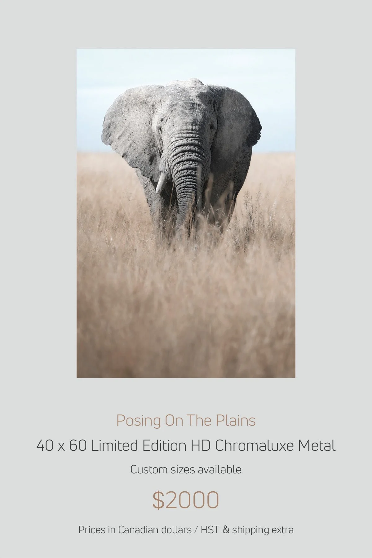 Africa_LayoutImages_V1-8.jpg
