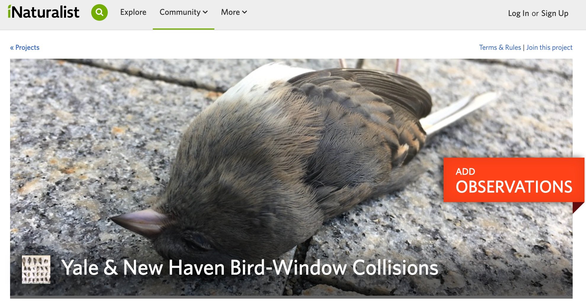 Those birds that crashed and died? It wasn't fumes. — Harvard Gazette
