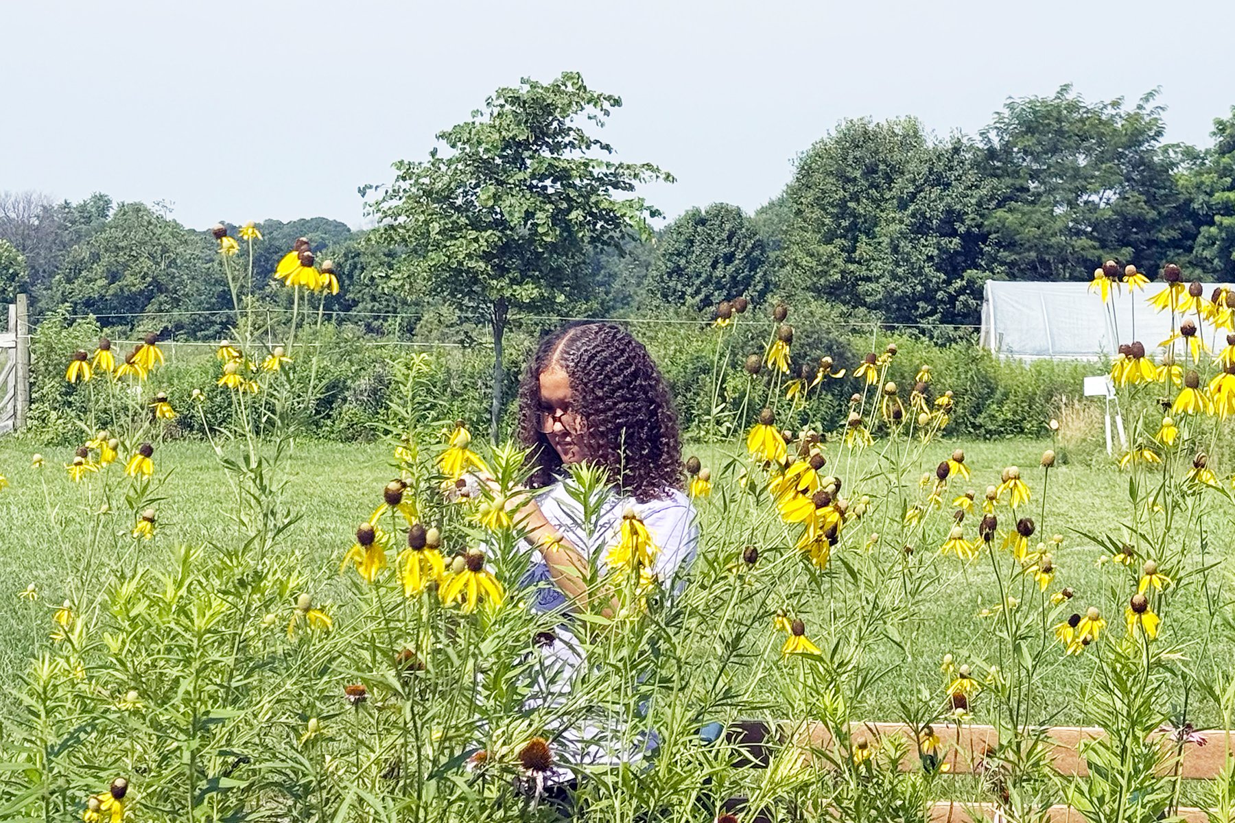 Latina girl in a field of yellow coneflowers