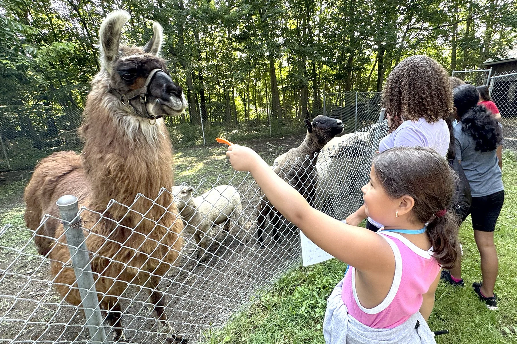 Young latina girl offering a carrot to a llama