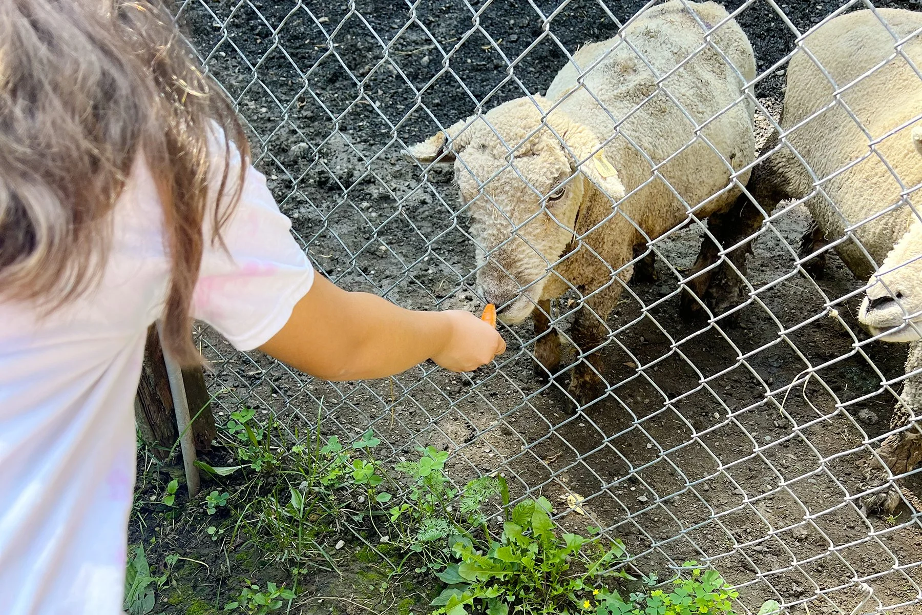 Young Latina girl offering a carrot to lamb