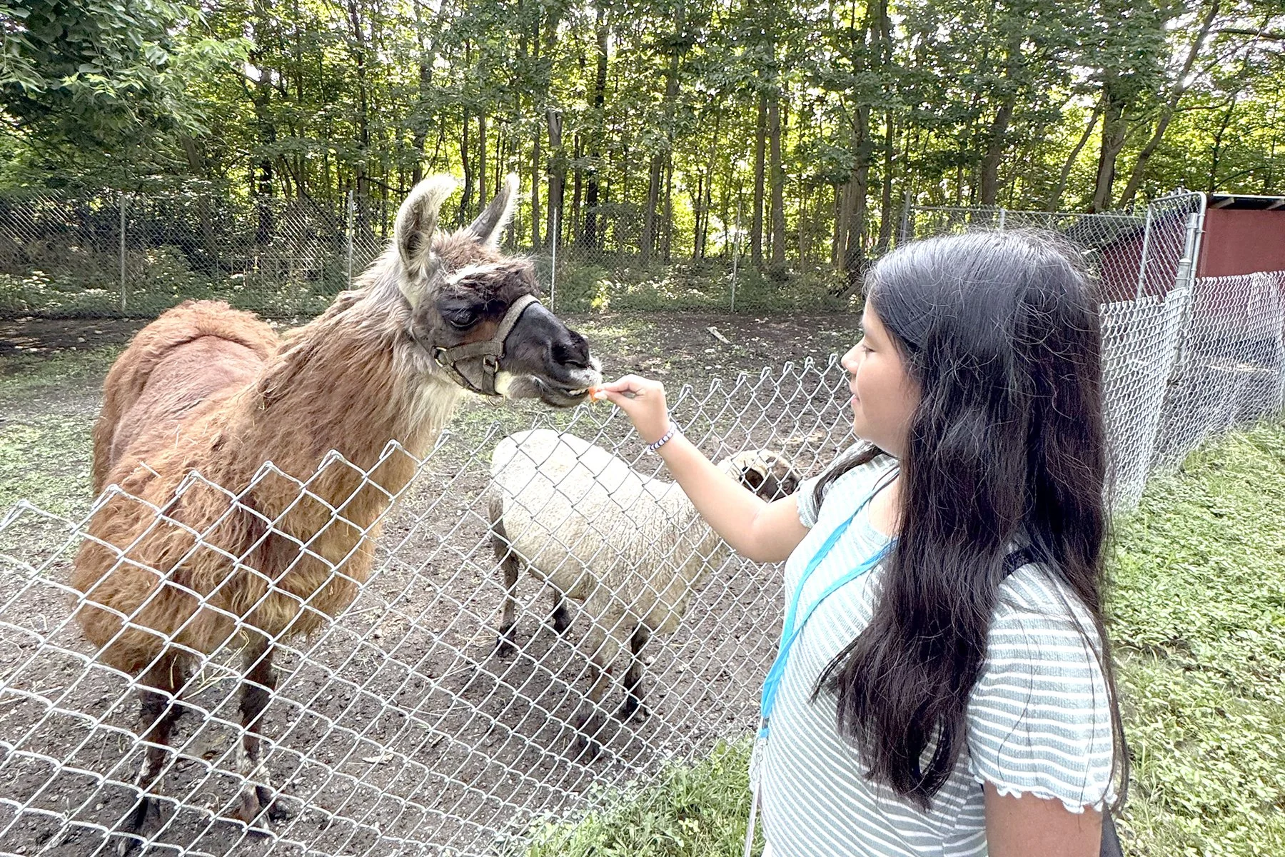 Latina girl feeding a carrot to a llama