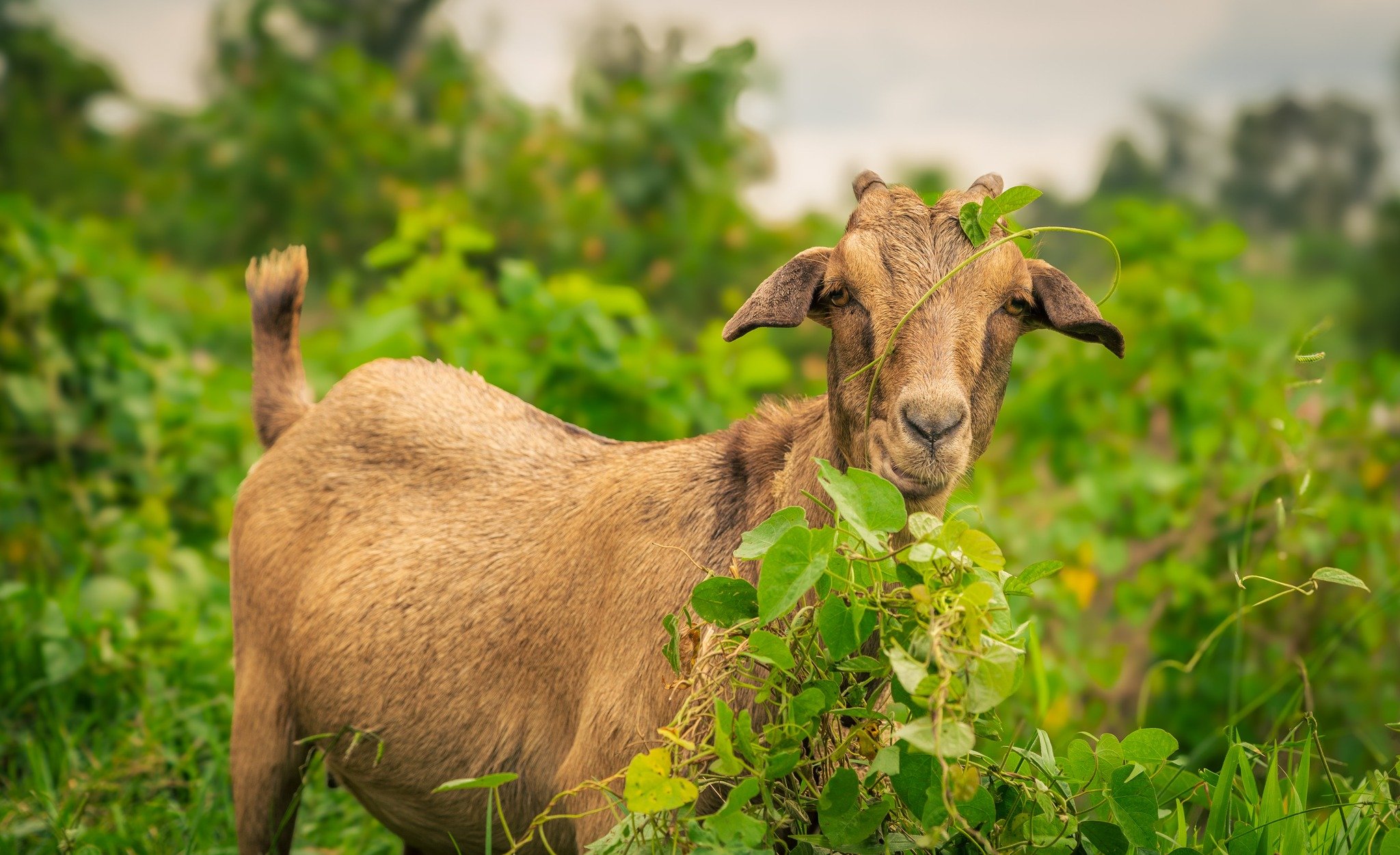 Life in Kafunjo Livestock Goat Website.jpg