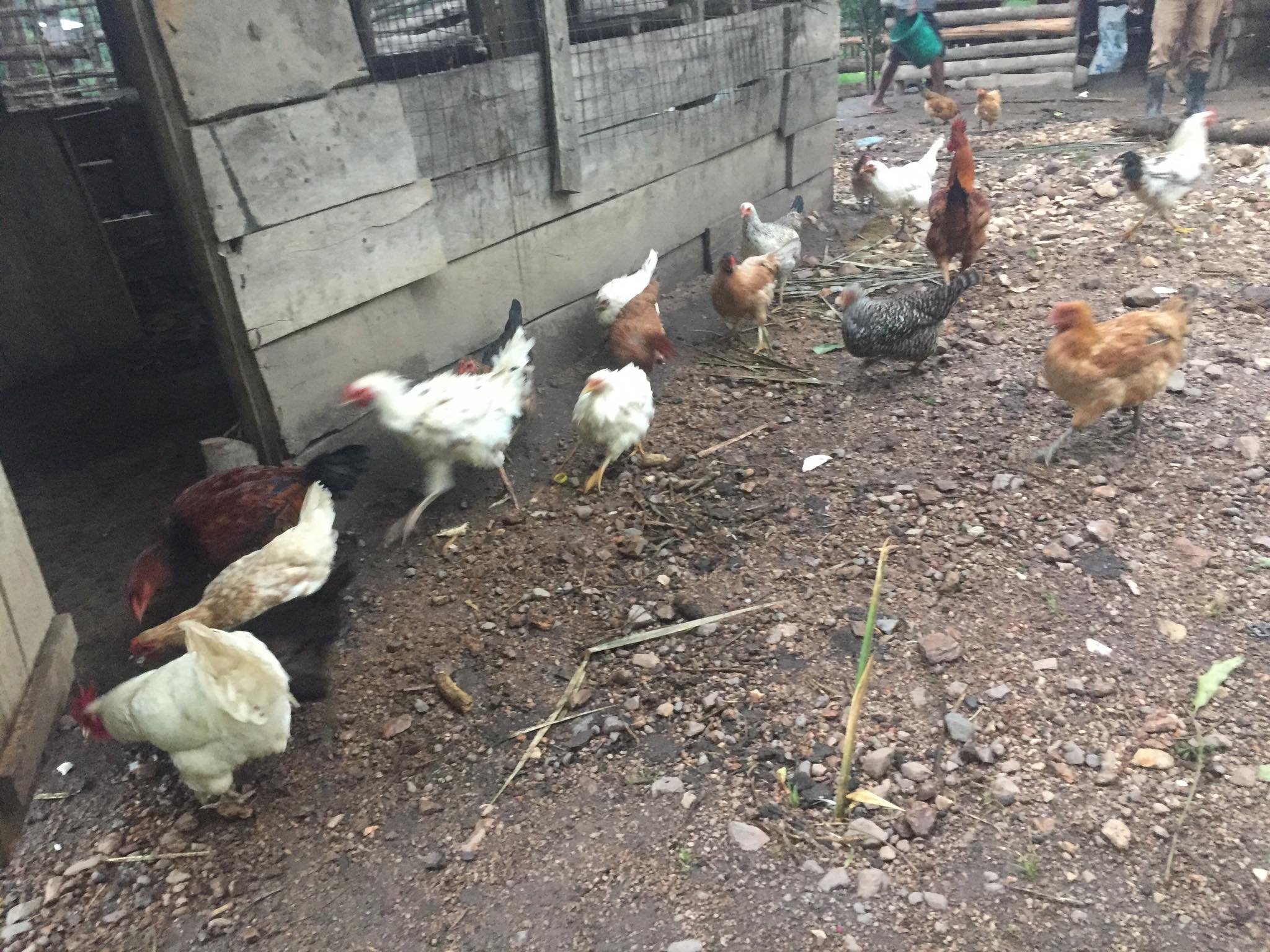 LIVESTOCK Chickens walking home 2.jpg