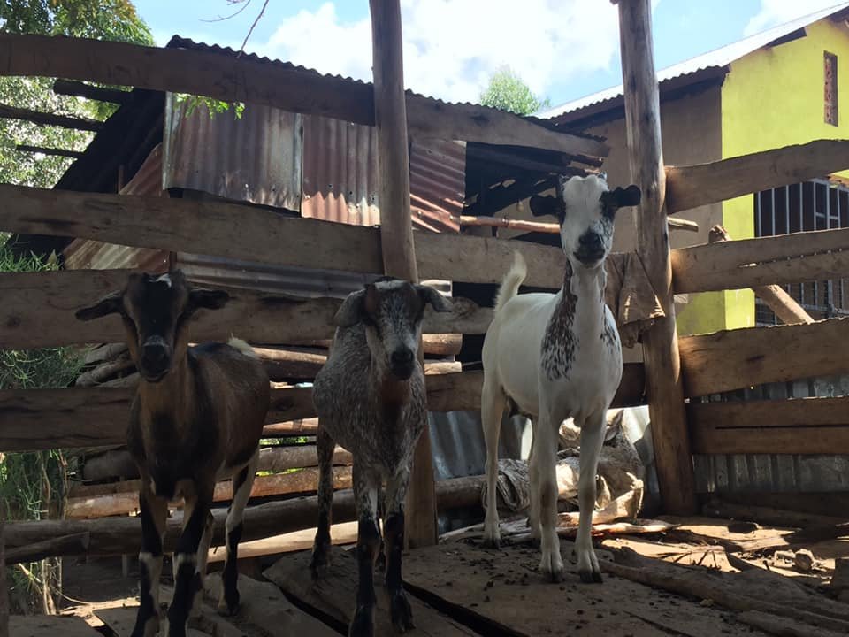 LIVESTOCK goats.jpg