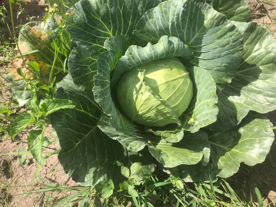 1 AGRICULTURE cabbage.jpg