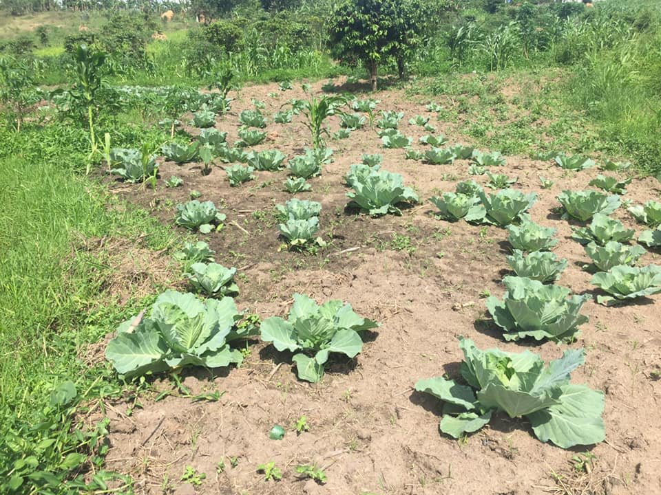 8 WEBSITE Agriculture PLANT..jpg