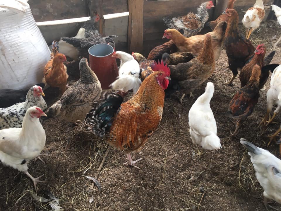 LIVESTOCK chickens (1).jpg