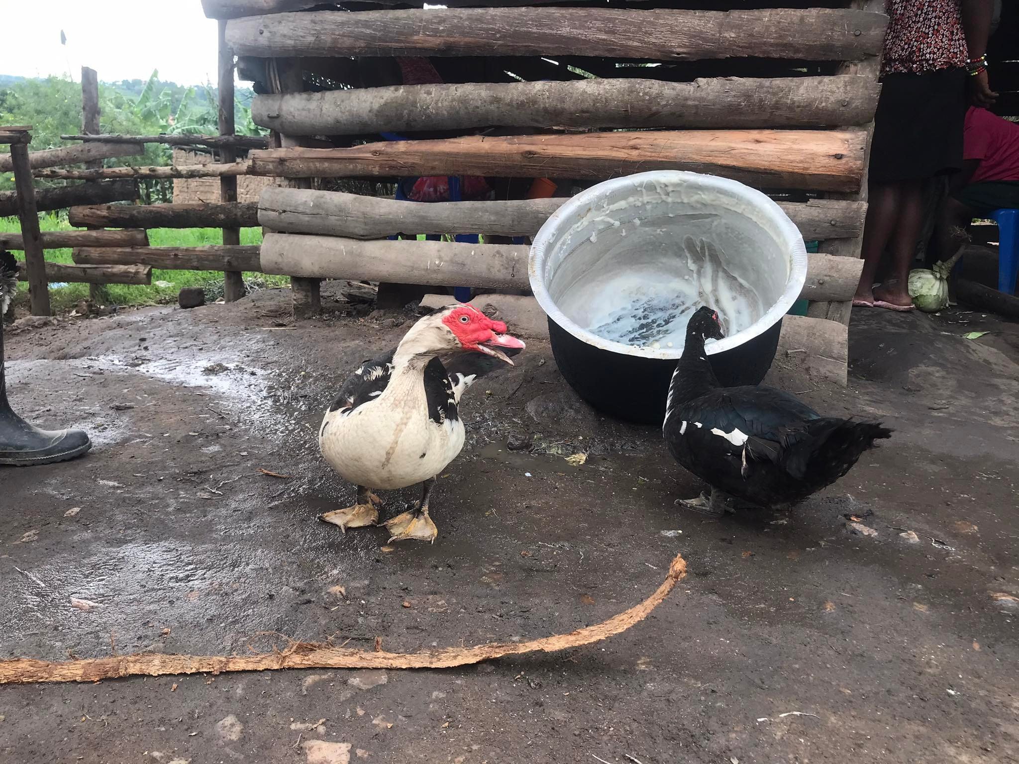 LIVESTOCK ducks 2.jpg