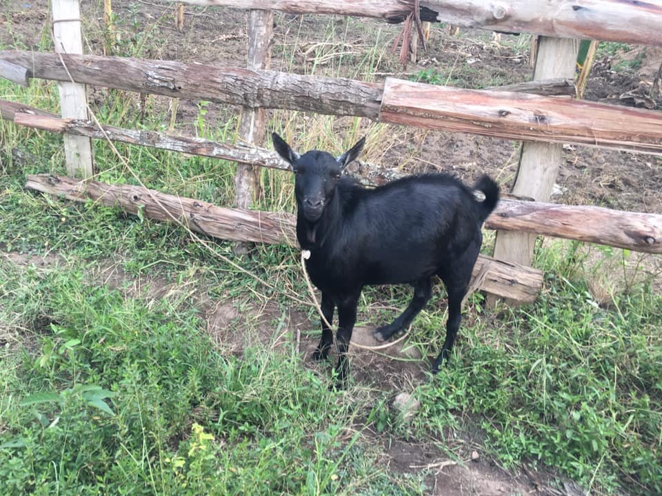 LIVESTOCK goats (1).jpg