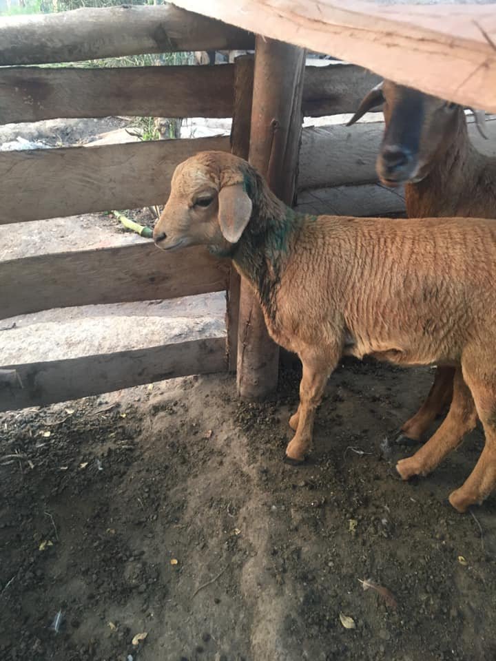 LIVESTOCK sheep (3).jpg
