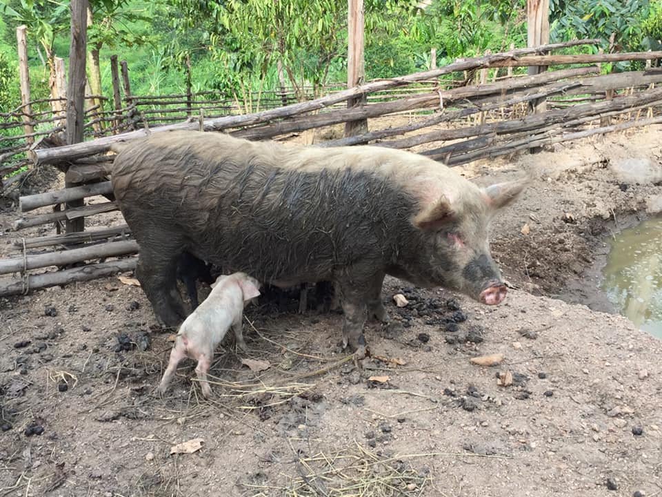 LIVESTOCK pigs.jpg