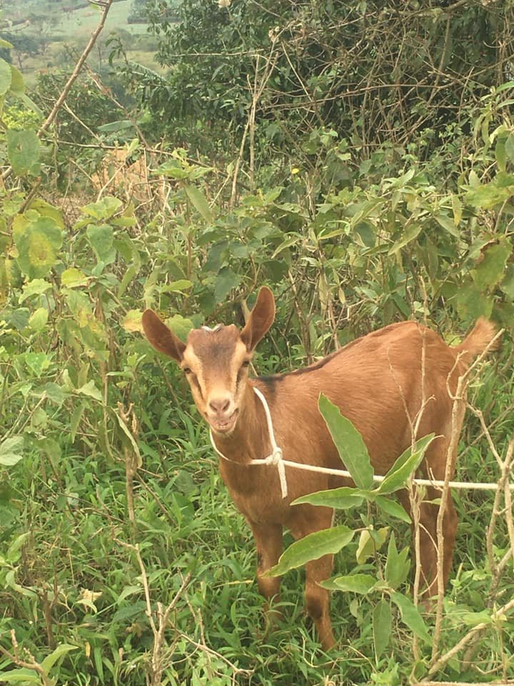 LIVESTOCK goats (2).jpg