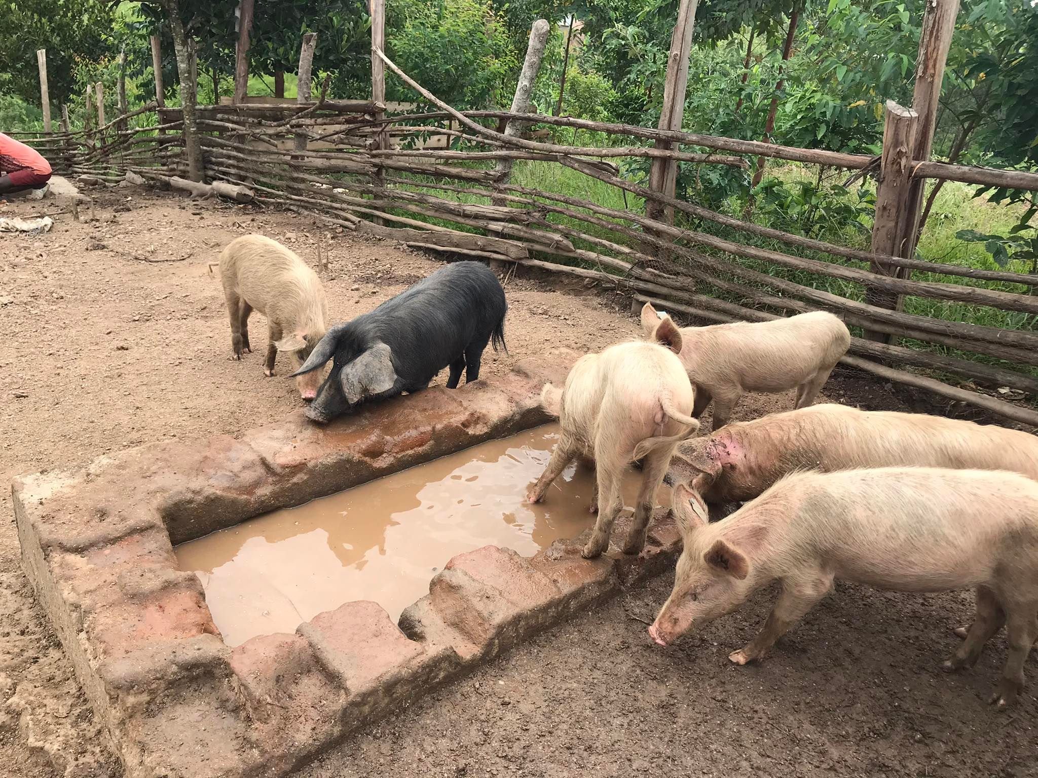 4 2022 Pigs.jpg