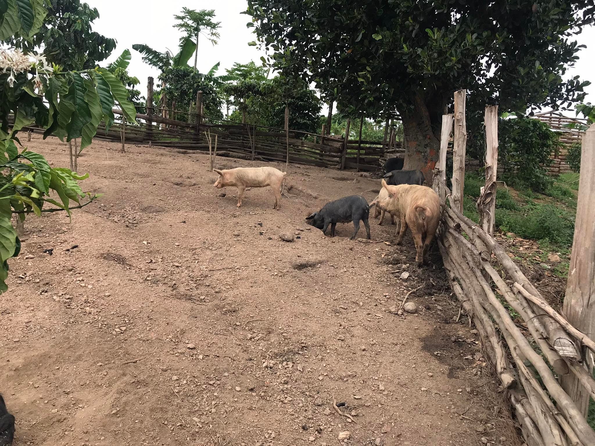 LIVESTOCK pigs pen.jpg