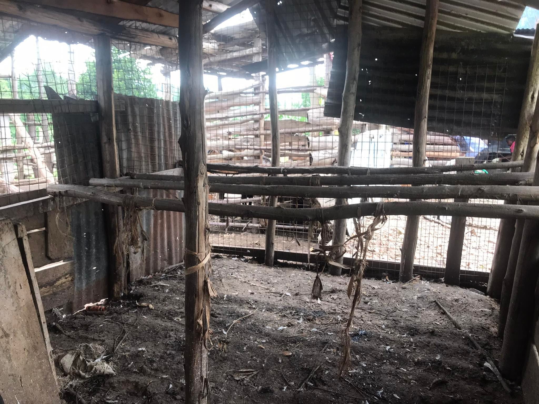 LIVESTOCK ducks home 2.jpg
