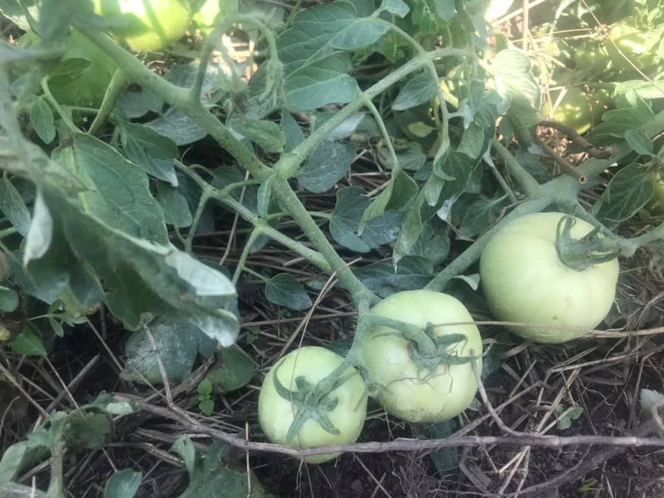 1 AGRICULTURE tomatoes.jpg