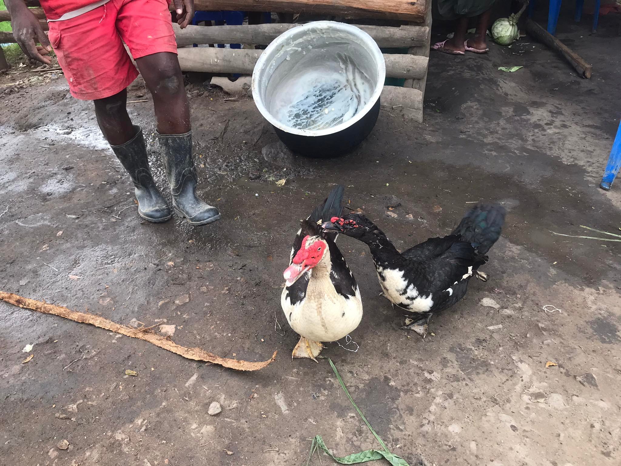 LIVESTOCK ducks 1.jpg