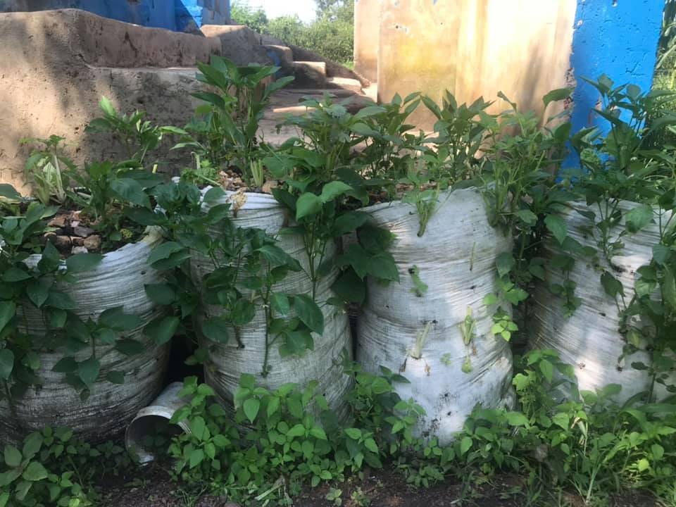 AGRICULTURE sack gardens.jpg