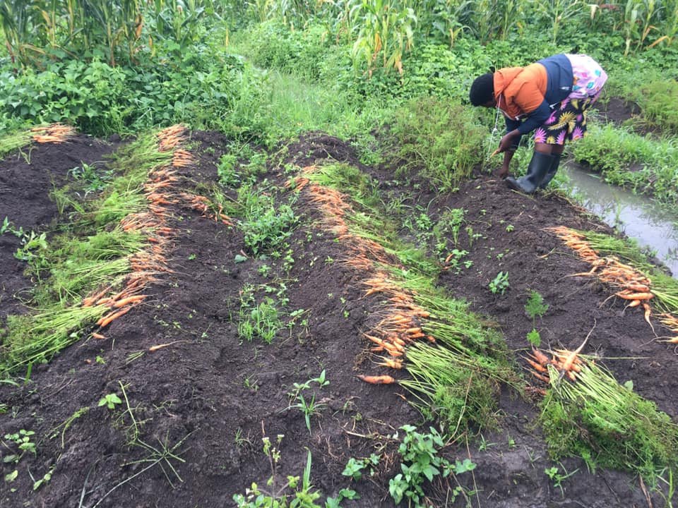 10 WEBSITE Agriculture HARVESTING.jpg