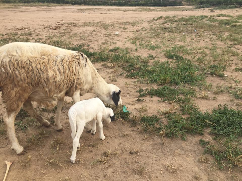 LIVESTOCK sheep (2).jpg