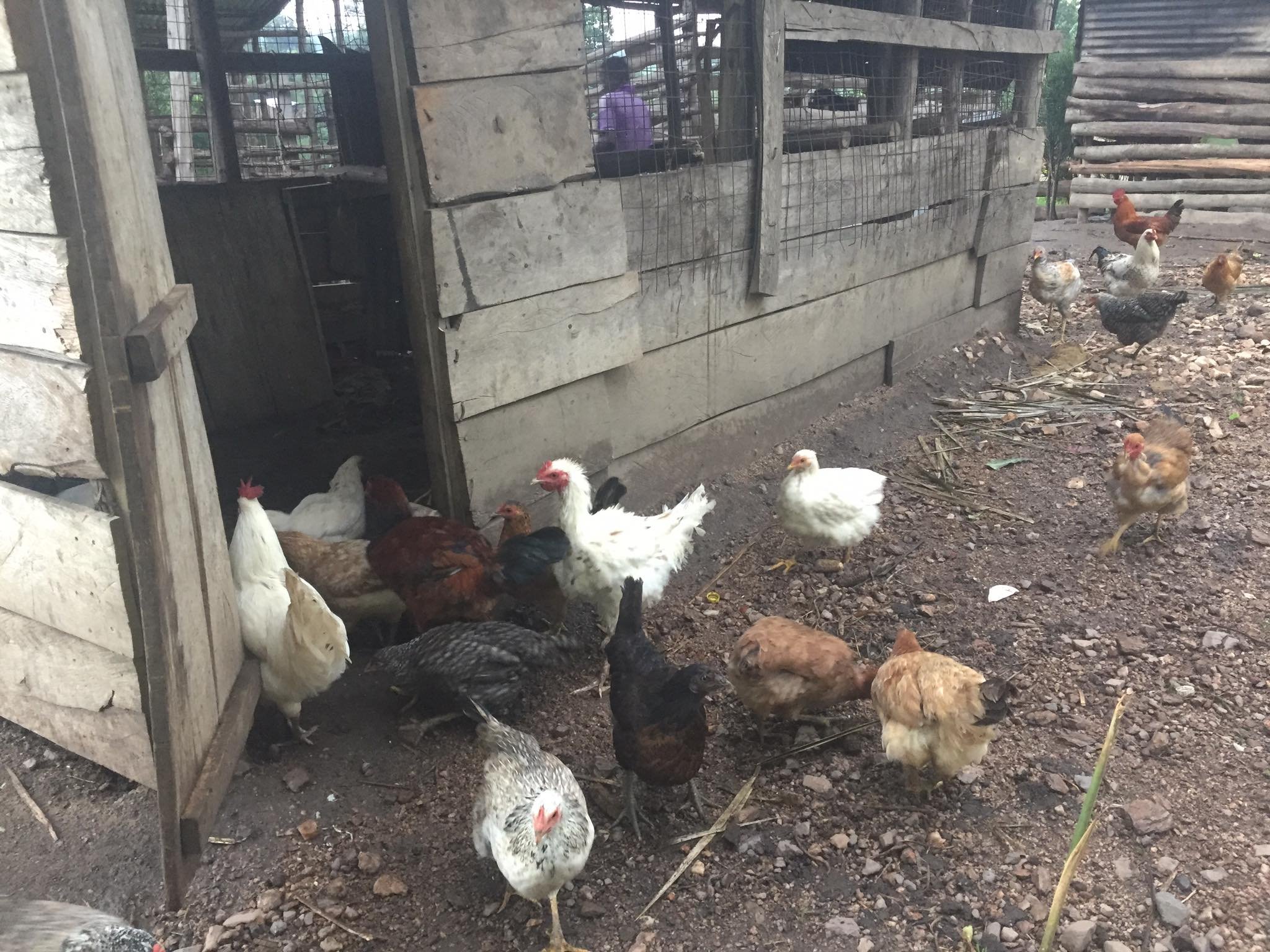 LIVESTOCK Chickens walking home.jpg