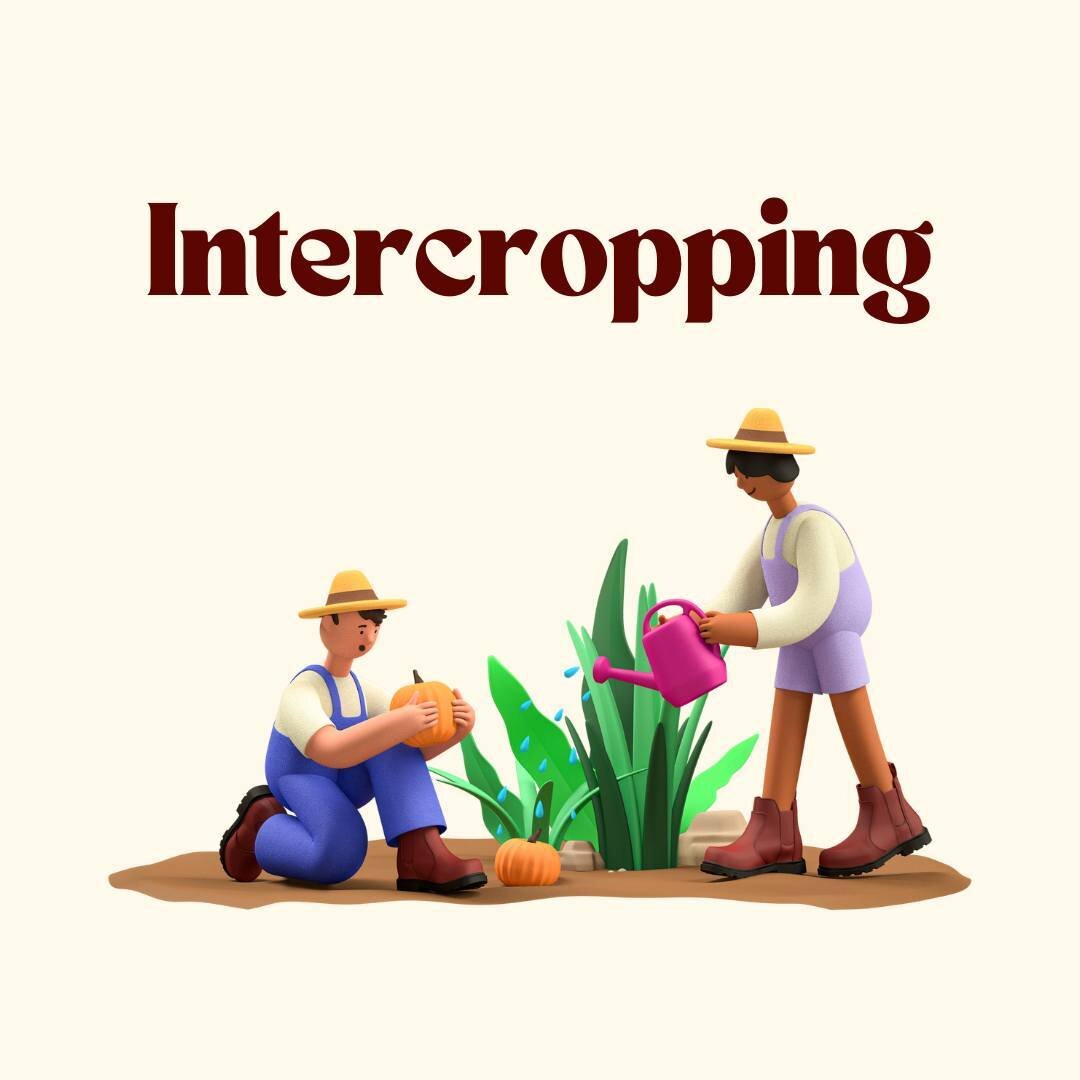 What is intercropping and how can it benefit our crops? 🌽  Find everything you need to know at newgrocerymovement.com !🌾 

#intercropping