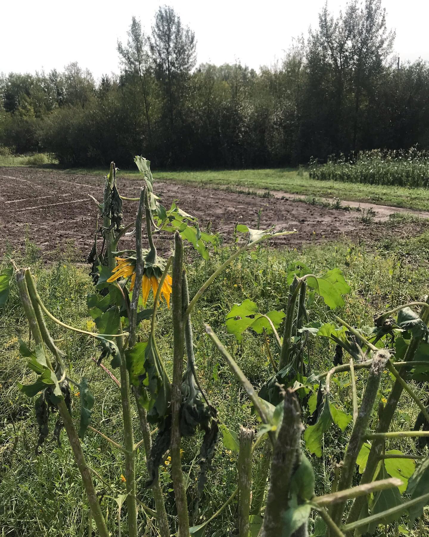 Sad news to share from the NGM Garden Club: last weekend we experienced some bad storm weather, including hail, which pummeled and shredded the entire garden 😓we are hoping that the root veggies underground stayed protected enough to survive, and th