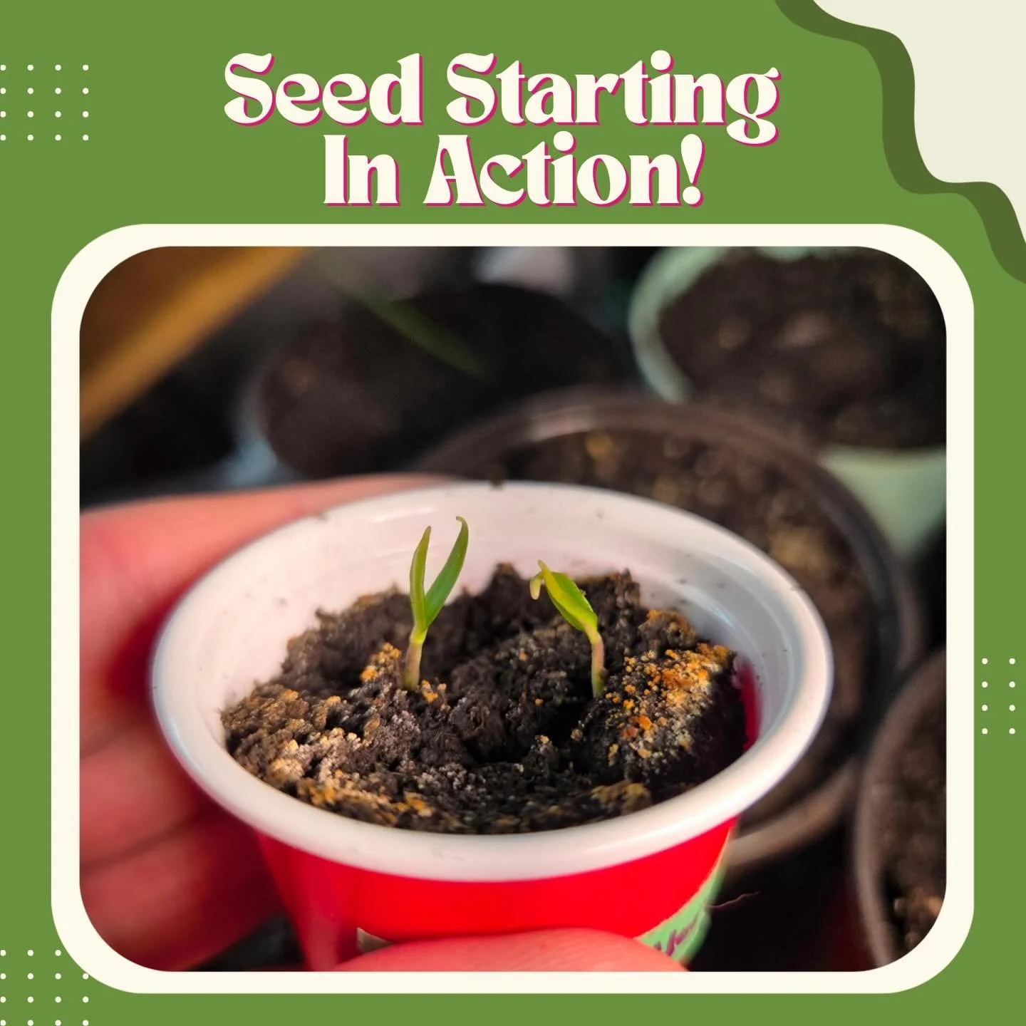 Have you been following NGM&rsquo;s seed starting journey and recommendations? Our team has and we are happy to share some sprouting results! Check out these pepper, onion, and watermelon plants 🫑🧅🍉

Follow along for more recommendations next mont