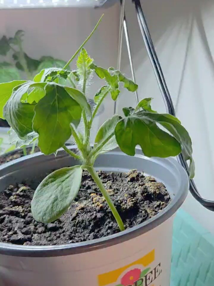 Our NGM team has been following our seed starting tips and look at all this growth! Every month in 2026, NGM has been recommending seeds you can start indoors. The growing season in Canada is shorter, so starting some of your seeds indoors can allow 