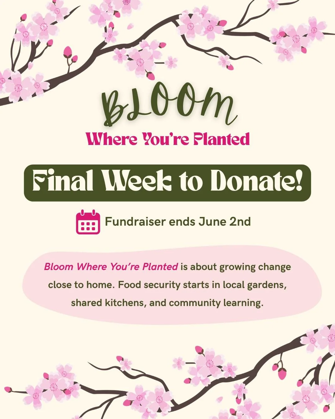 It's the final week to donate to our Bloom Where You're Planted campaign 🌱 🌸

As a volunteer-run, grassroots team, we make every dollar count towards running our food justice programs. Your donation goes a long way to help us cook, grow, and learn 