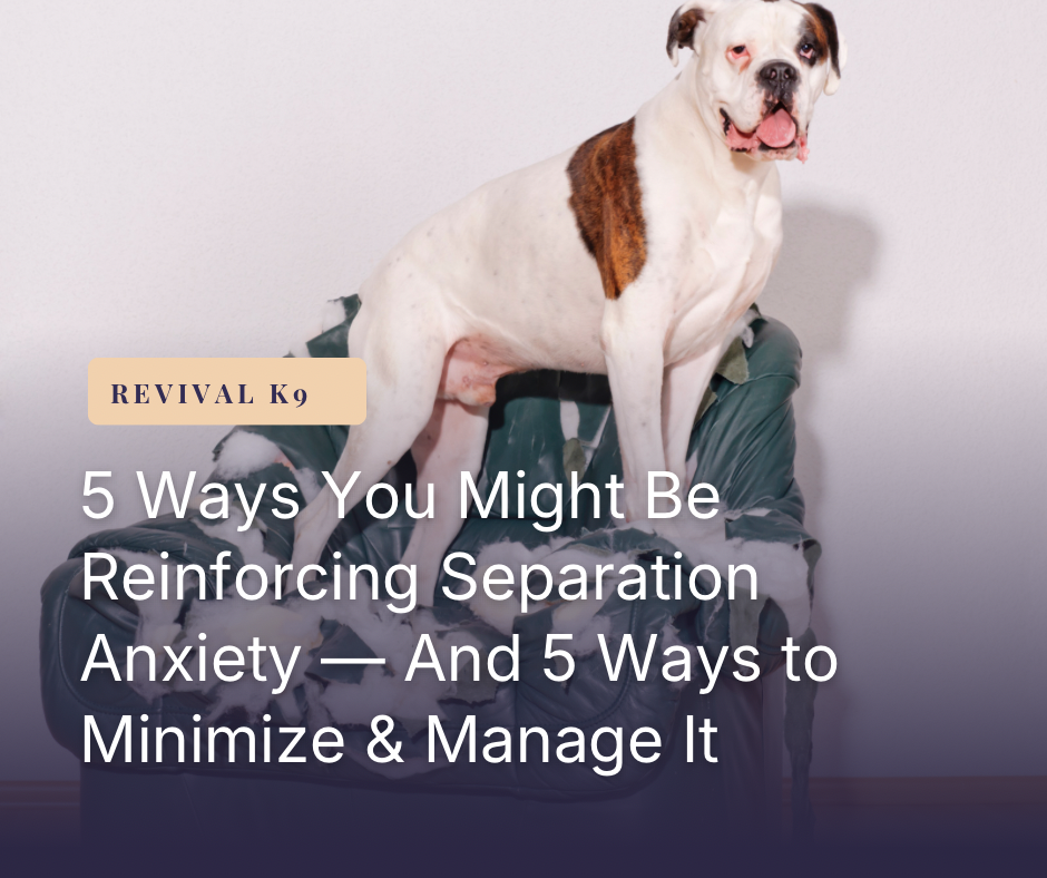 5 Ways You Might Be Reinforcing Separation Anxiety — And 5 Ways to Minimize & Manage It