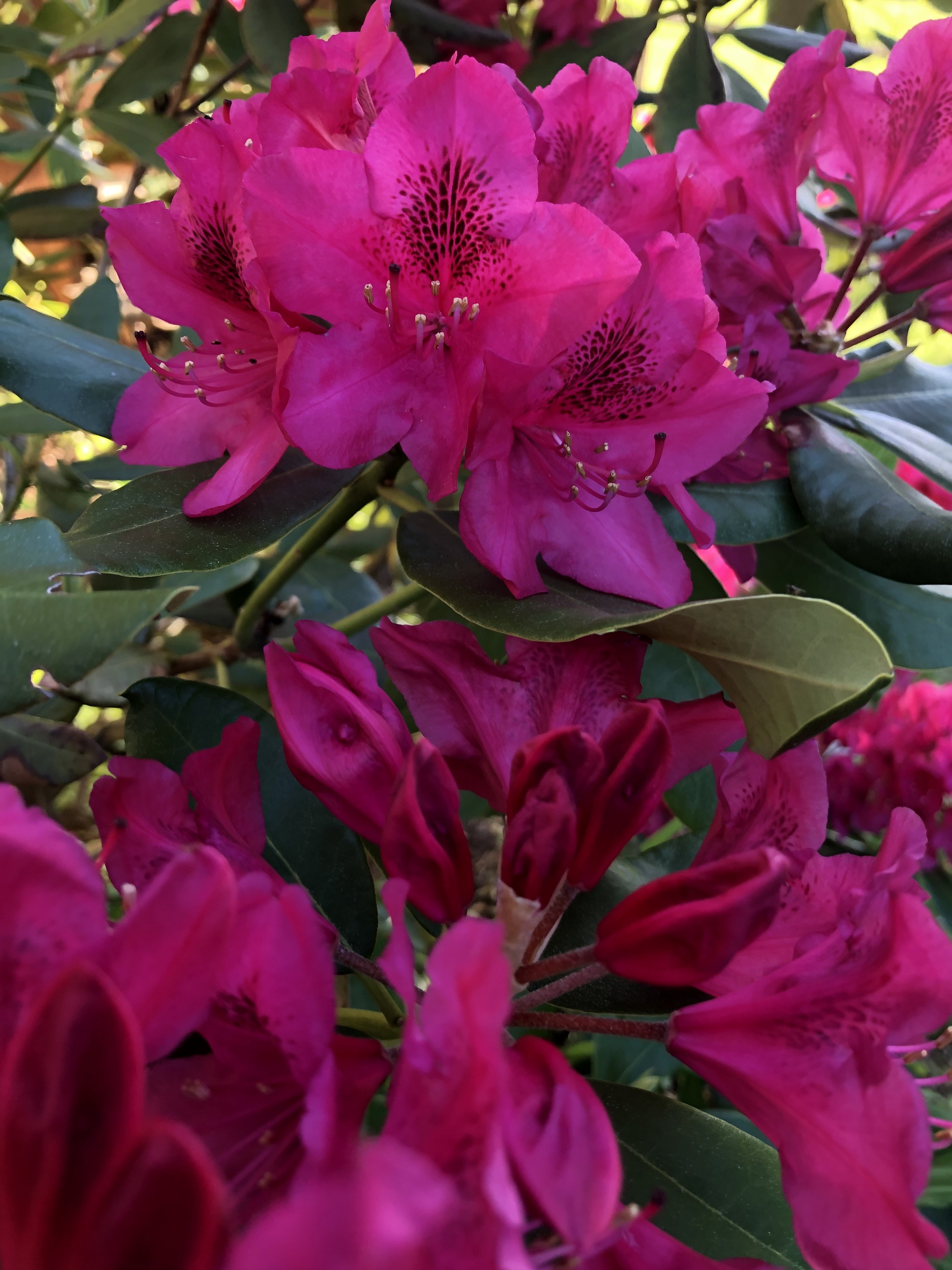 IMG_7676.jpeg