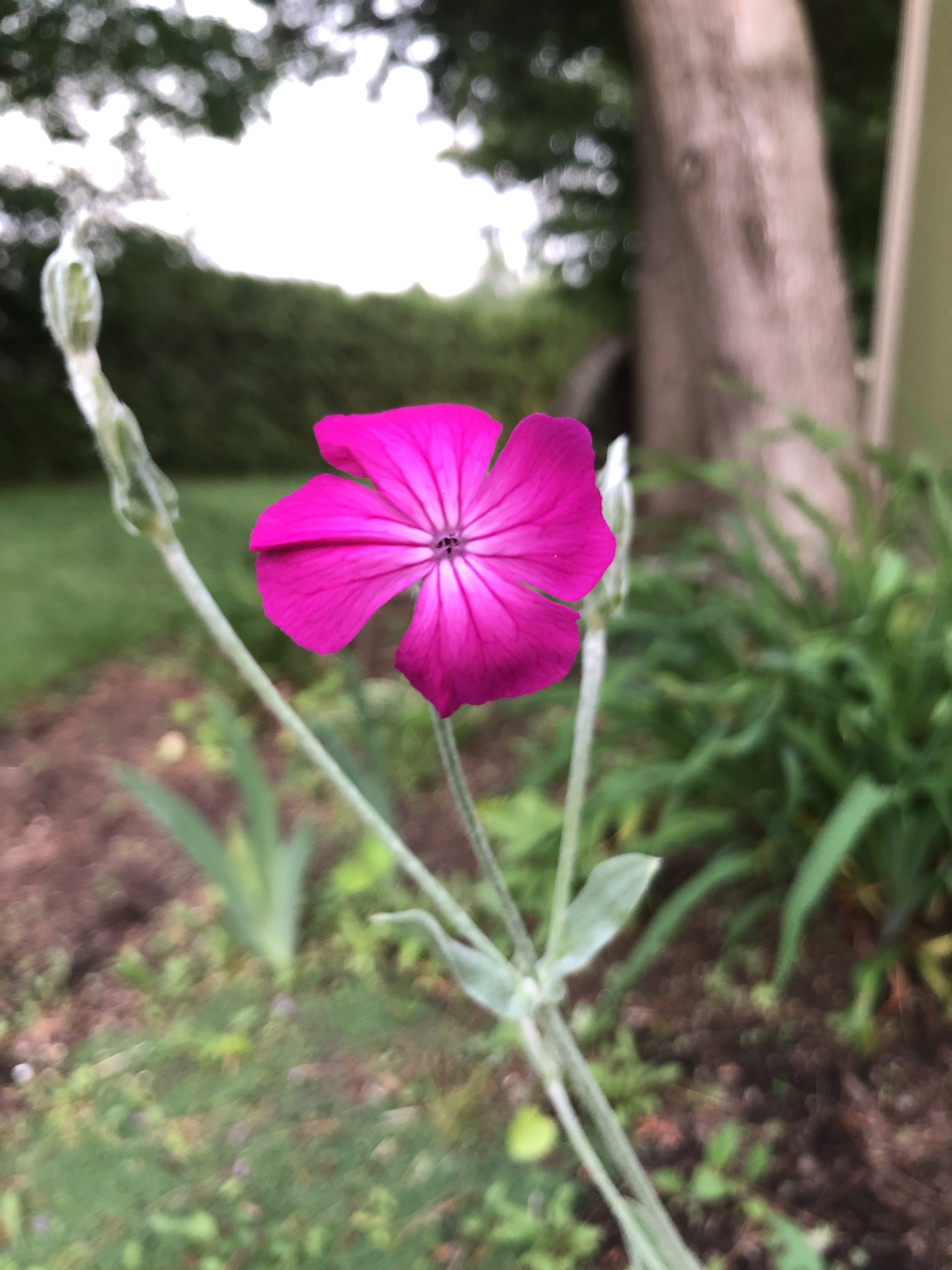 IMG_1319.jpeg