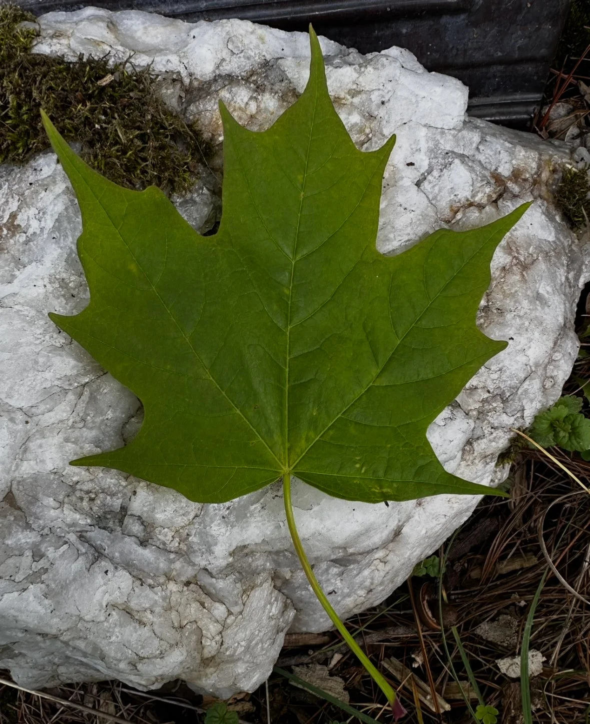 Maple Tree Essence | Abundance, Nourishment & Receiving