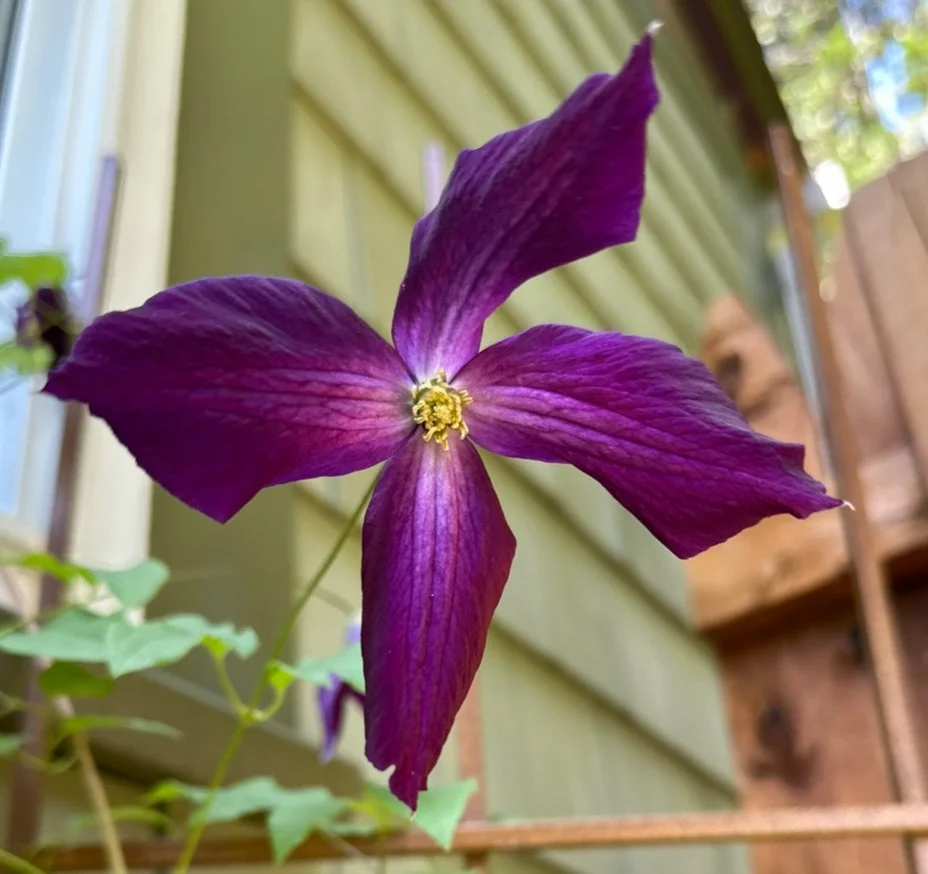 Clematis Flower Essence | Intuition Meets Embodiment.