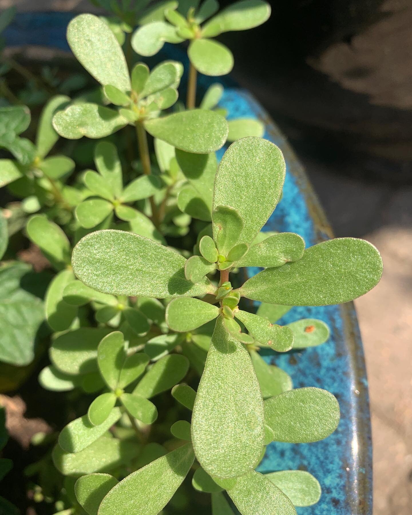 Purslane. Do you recognize this plant?? Many folks think of purslane as a weed. It&rsquo;s very likely growing in your garden right now! Grin. It&rsquo;s tart &amp; lemony and contains high amounts of omega-3 fatty acids - the most of any green plant