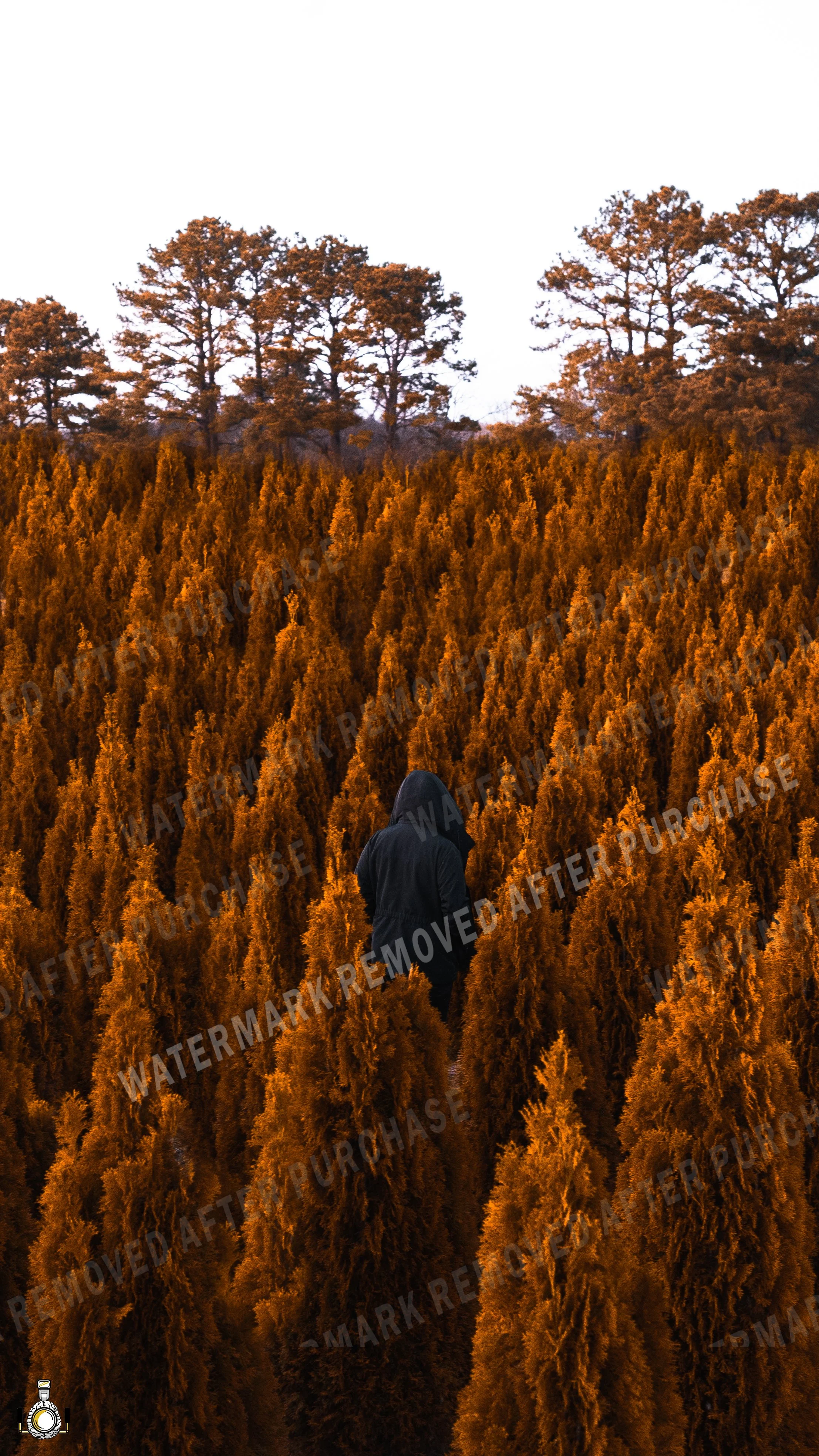 Abstract Tree-2.jpg