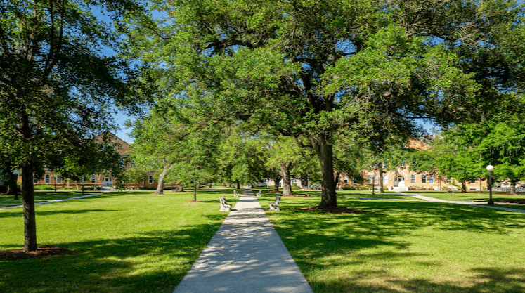 Green campus walkway lined with trees at a college in SC