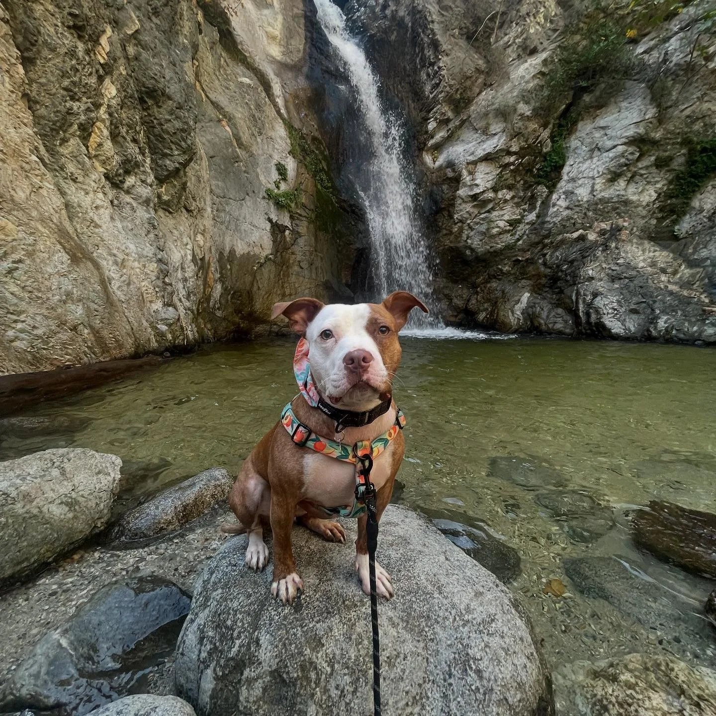 I realized I don&rsquo;t think I&rsquo;ve introduced the newest member of the Fifth Photography team. This is Maple! She&rsquo;s an almost 3 year old #staffy mix we rescued. She&rsquo;s a sweet little goblin who would probably rather be sleeping than