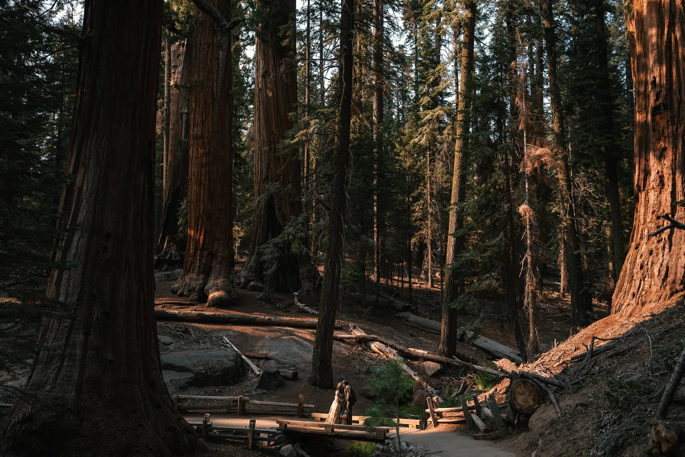 A Sweet Summer Elopement in Sequoia