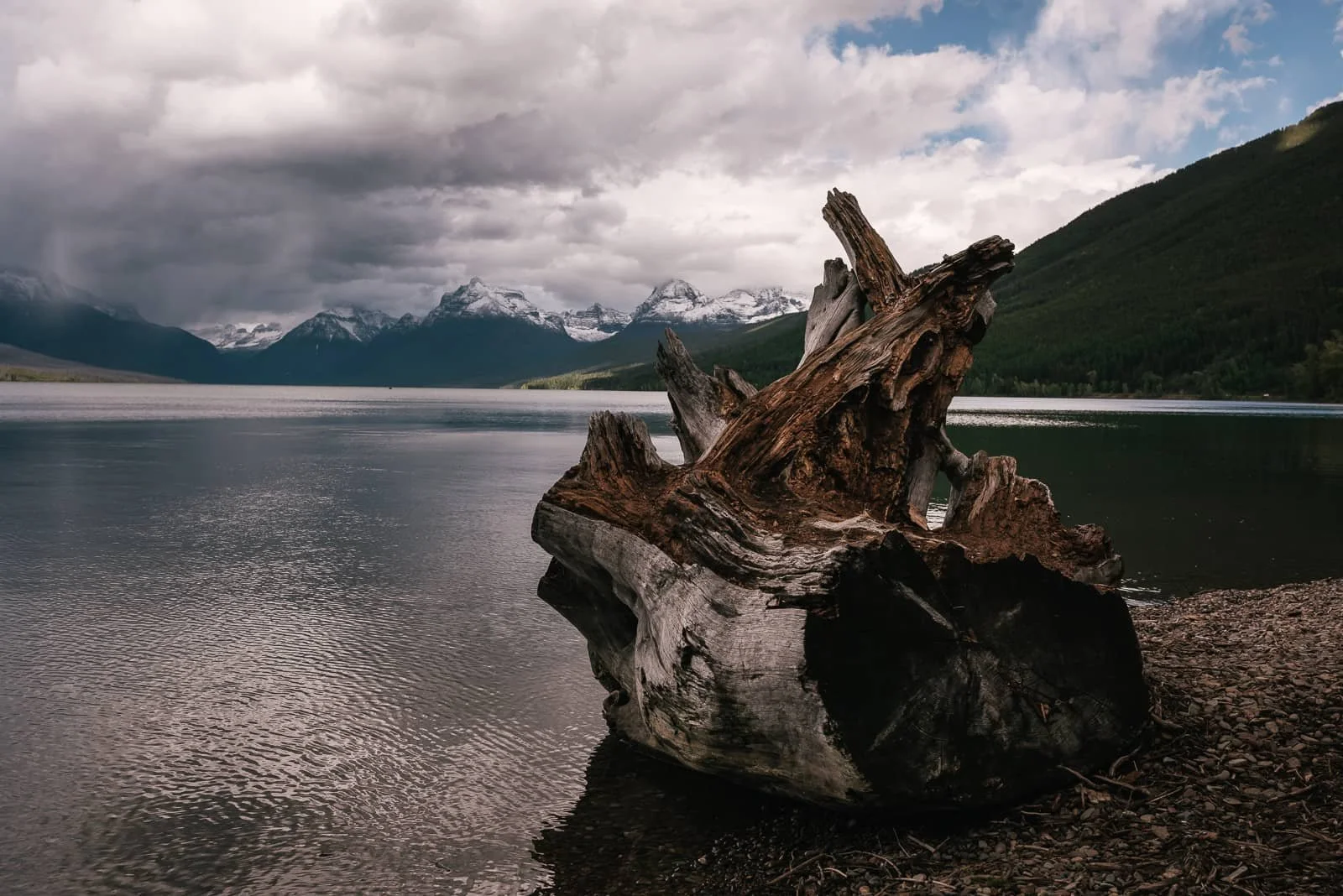 A massive piece of driftwood sits on the shoreline of Lake McDonald in Glacier National Park.