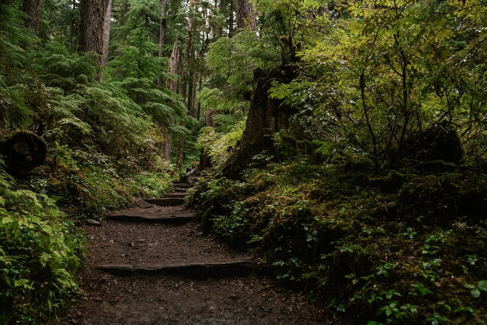 hiking trail between ferns at sol duc canyon