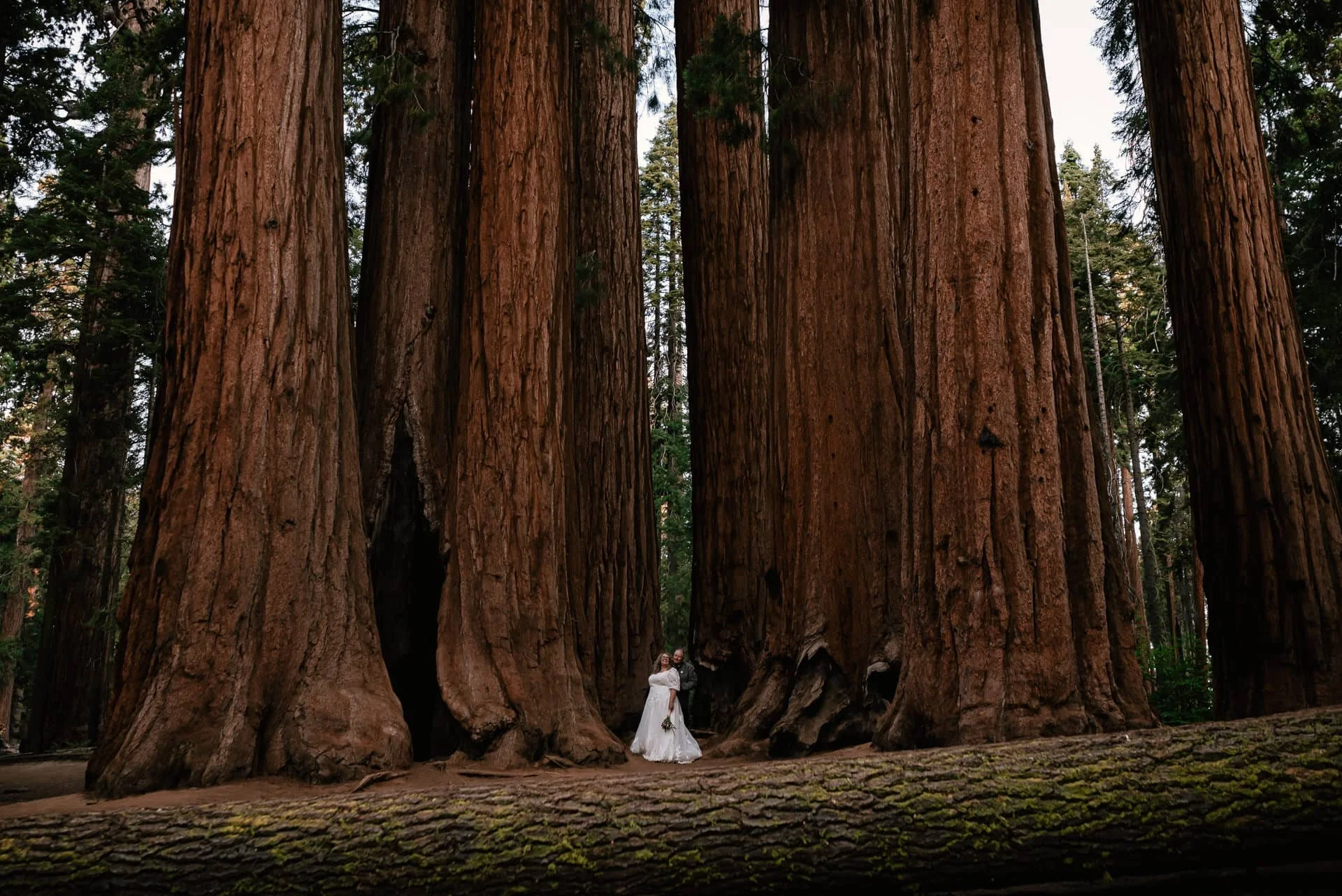 bride in wedding dress poses between giant sequoia trees